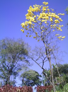 Museu de Arte Contemporânea - Inhotim 2008 - Grande BH - Foto de Luciano Oliveira