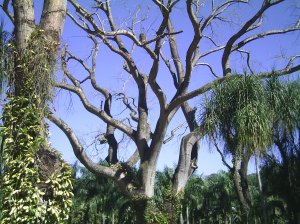 Museu de Arte Contemporânea - Inhotim 2008 - Grande BH - Foto de Luciano Oliveira